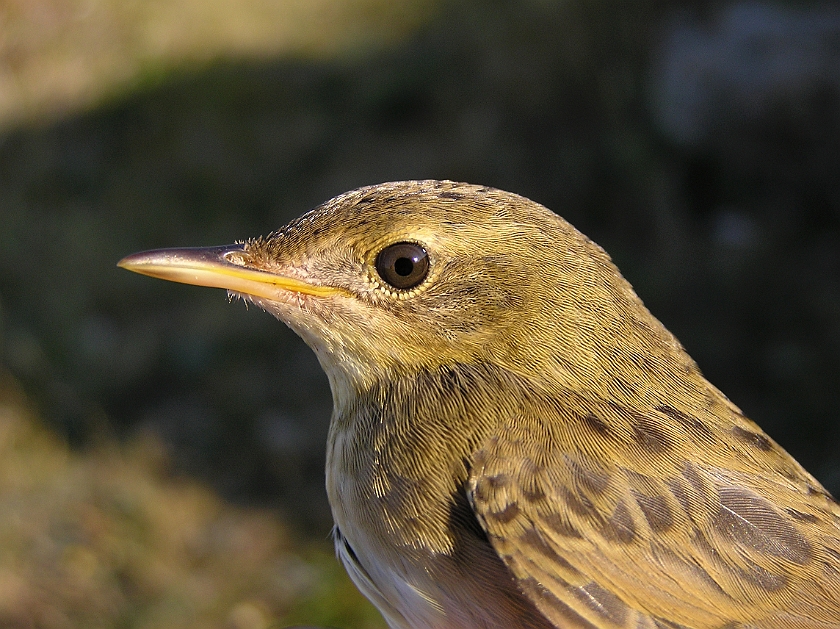 Common Grasshopper Warbler, Sundre 20080731